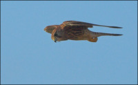 Falco tinnunculus canariensis