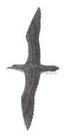 Image of: Puffinus tenuirostris (short-tailed shearwater)