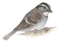 Image of: Zonotrichia albicollis (white-throated sparrow)