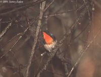 Firethroat - Luscinia pectardens