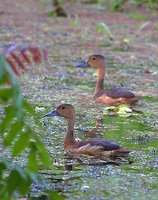 Lesser Whistling-Duck - Dendrocygna javanica