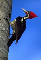Lineated Woodpecker - Dryocopus lineatus