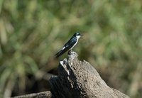Mangrove Swallow - Tachycineta albilinea