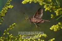 dock bug ( Coreus marginatus ) stock photo