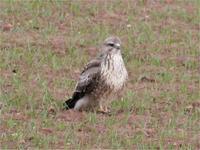Buzzard at Harmer Hill in a cereal field 18/12/05 (photo Jim Almond)