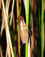 : Litoria olongburensis; Olongburra Frog