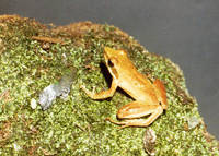 : Natalobatrachus bonebergi; Kloof Frog