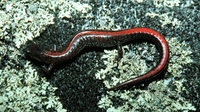 : Plethodon angusticlavius; Ozark Salamander