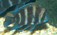 : Cyphotilapia frontosa; Frontosa