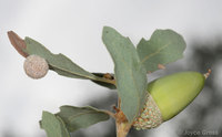 : Besbicus multipunctatus; Gray Midrib Gall Wasp;