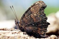 : Kaniska canacea; Butterfly