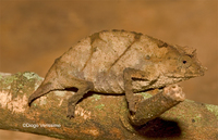: Rhampholeon boulengeri; Boulenger's Chameleon
