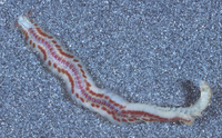 : Paranaitis polynoides; Polychaete Worm