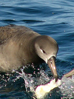 Black-footed Albatross. 30 September 2006. Photo by Russell Cooper