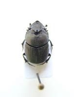 Onthophagus verticicornis