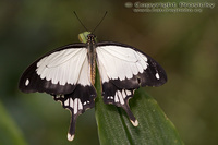 Papilio dardanus - Mocker Swallowtail