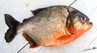 Pygocentrus nattereri, Red piranha: fisheries, aquarium