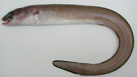 Paraconger notialis, Guinean conger: fisheries