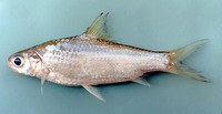 Amblyrhynchichthys truncatus, :