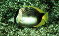 Chaetodon leucopleura, Somali butterflyfish: aquarium