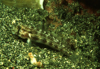Gnatholepis cauerensis cauerensis, Eyebar goby: aquarium