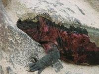 Image of: Amblyrhynchus cristatus (marine iguana)