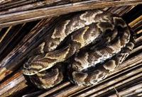 Image of: Waglerophis merremi (Wagler's snake)