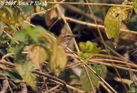 Brownish-flanked Bush Warbler - Cettia fortipes