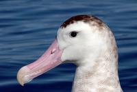 Antipodean Albatross (Diomedea antipodensis)