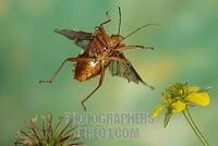 Rotbeinige Baumwanze ( Forest bug ) stock photo