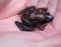 : Amolops chunganensis; Chungan Torrent Frog
