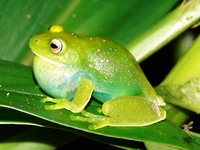 : Aplastodiscus leucopygius; Guinle Treefrog