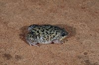 : Hemisus marmoratus; Shovel-nosed Frog