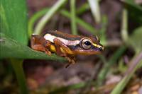 : Hyperolius mitchelli; Mitchell's Reed Frog
