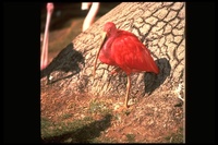 : Eudocimus ruber; Scarlet Ibis