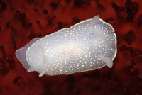 : Acanthodoris hudsoni; Hudson's Horned Dorid