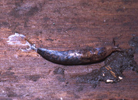 : Deroceras reticulatum; Gray Field Slug