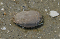 : Emerita talpoida; Mole Crab