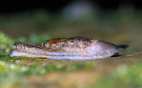 : Hemphillia glandulosa; Warty Jumping Slug