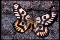 : Pseudohazia eglanterina; Moth