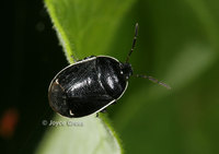 : Sehirus cinctus; White-margined Burrower Bug