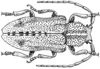 Pterolophosoma otiliae