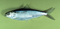 Alosa sapidissima, American shad: fisheries, gamefish