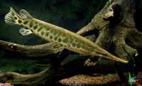 Lepisosteus platyrhincus, Florida gar: gamefish