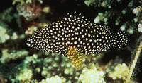 Epinephelus ongus, White-streaked grouper: fisheries