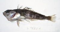 Trematomus eulepidotus, Blunt scalyhead: fisheries