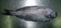Icichthys australis, Southern driftfish: