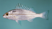 Pelates quadrilineatus, Fourlined terapon: fisheries