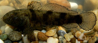 Proterorhinus marmoratus, Tubenose goby: aquarium