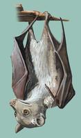 Image of: Micropteropus pusillus (Peters's dwarf epauletted fruit bat)